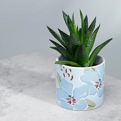 Florens Rhododendron Ceramic Indoor Plant Pot - Small