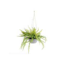 Hanging Fern In Pot